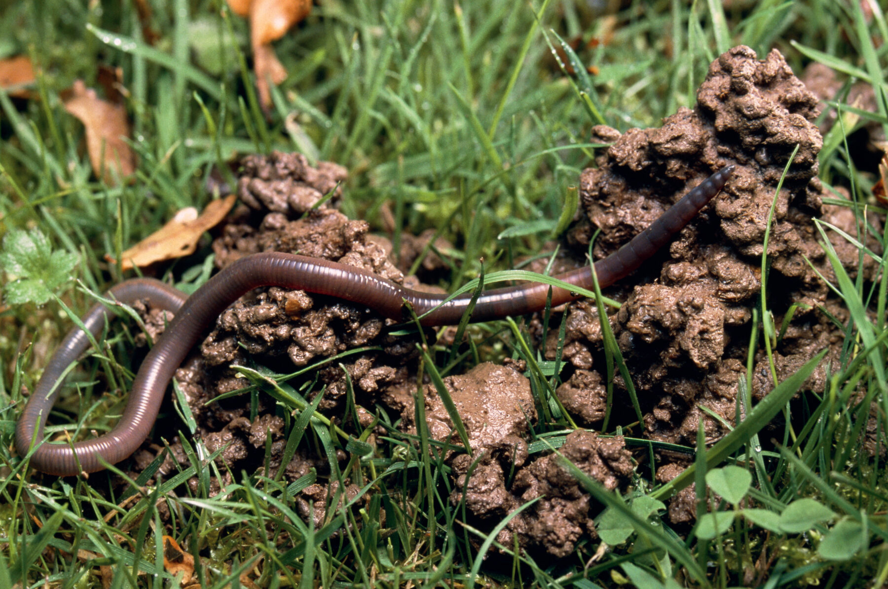 Дождевой червь обитает в среде. Листовой опад дождевой червь. Дождевые черви в почве.