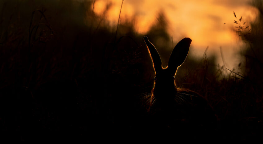 Quel est l'impact de la pollution lumineuse sur le lièvre ?