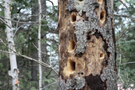 Un tronc dépérissant criblé de trous ? Voilà les traces d’un festin. Les pics apprécient particulièrement les larves de coléoptères et les fourmis qui se cachent dans le bois mort.
 / © Nadine - stock.adobe.com