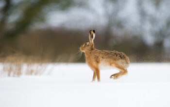 Brown hare Lepus europaeus
An adult female skids to a halt in a snow covered field, her hind legs coming off the ground
Derbyshire, UK