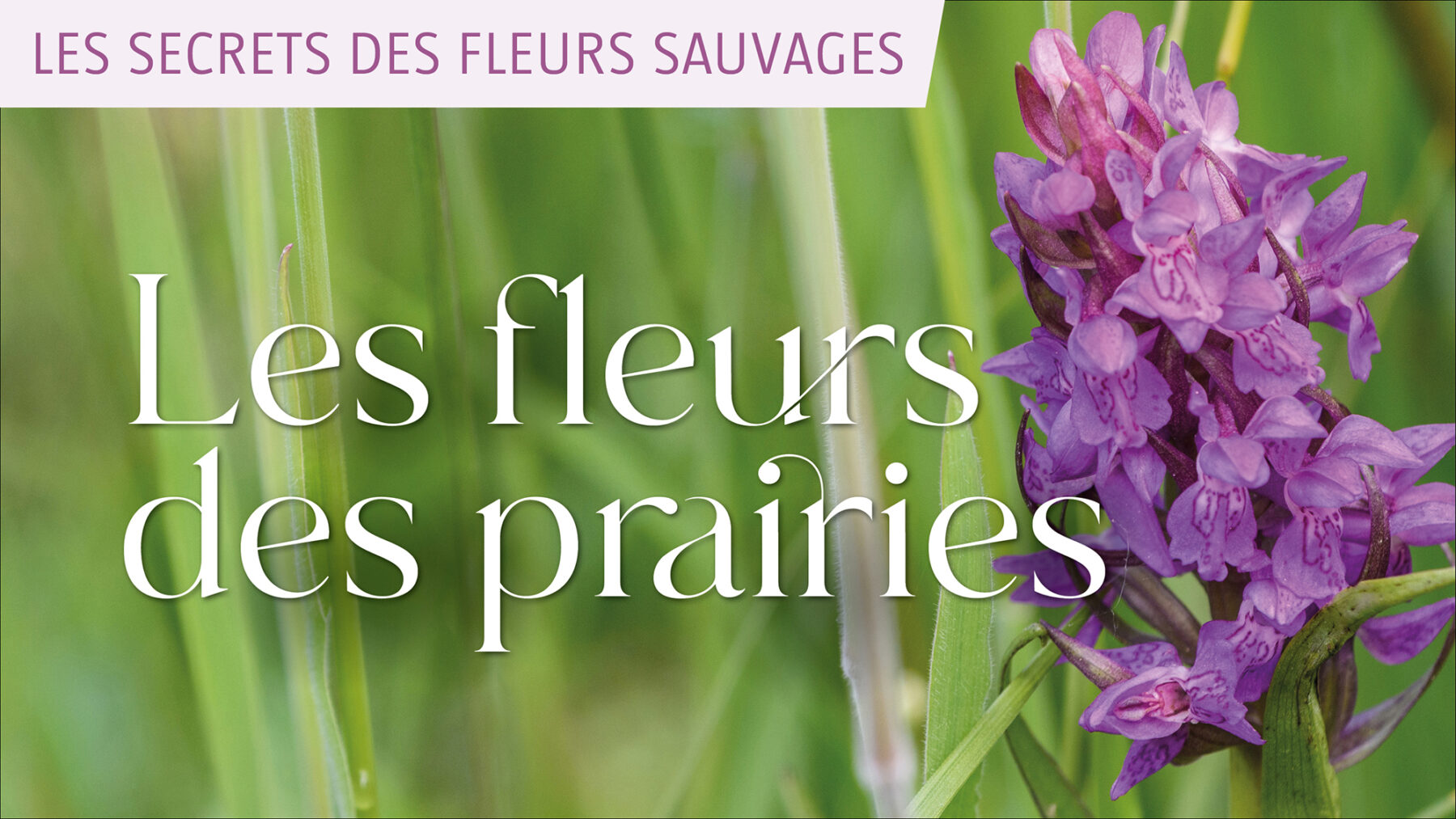 Les Secrets Des Fleurs Sauvages Sur Salamandretv La Salamandre