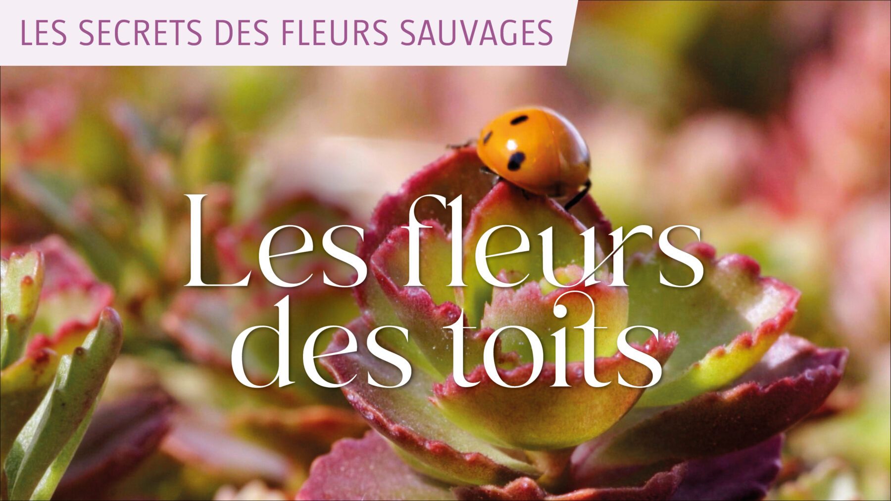 Les Secrets Des Fleurs Sauvages Sur Salamandretv La Salamandre