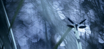 Calopteryx devant les reflets d’une zone humide. 