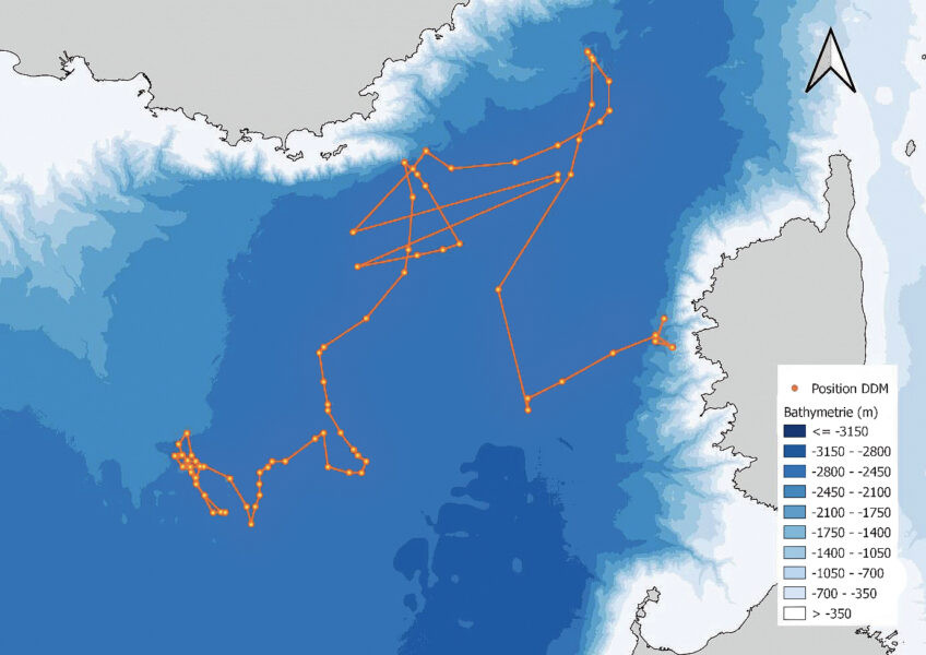 Déplacements estivaux du diable de mer mâle équipé d’une balise financée par la Salamandre en juin 2021 au large de la Corse.
