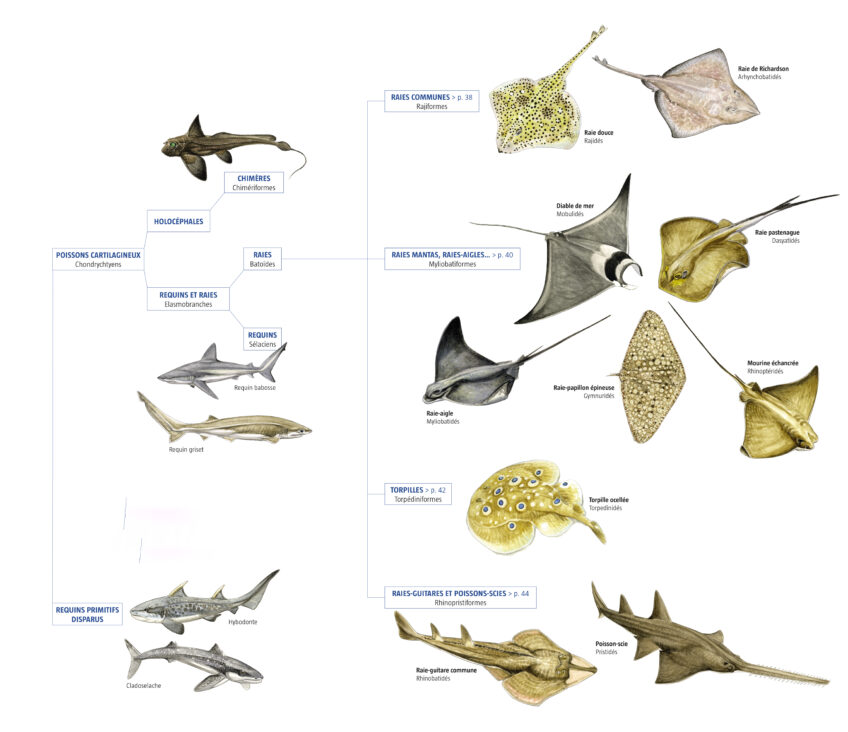 Histoire évolutive des poissons cartilagineux