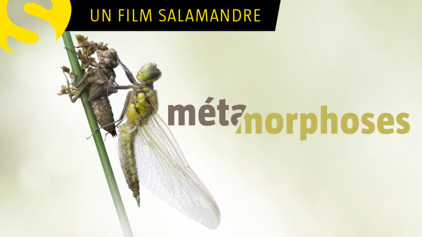 Documentaire animalier sur les métamorphoses des insectes