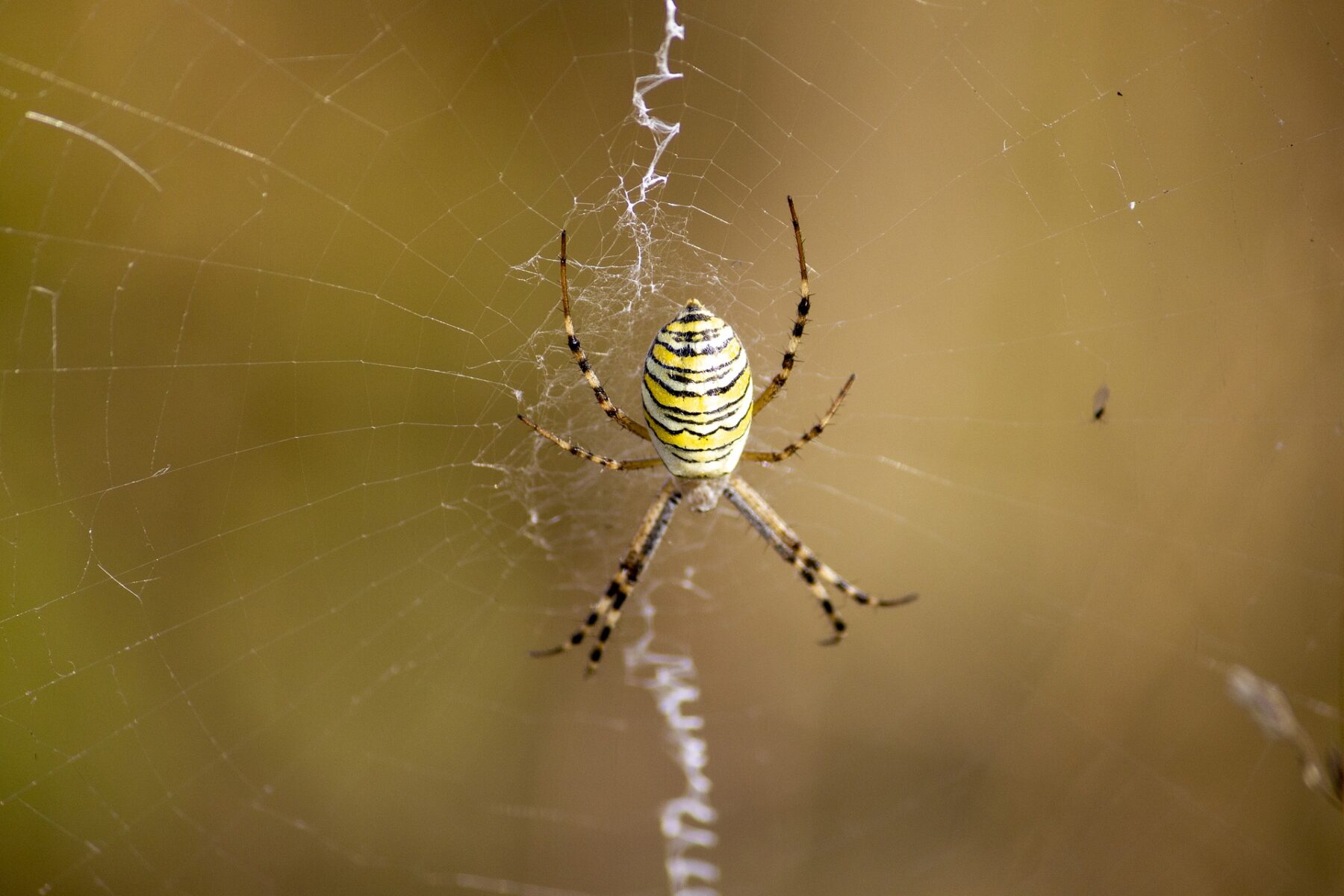 Découvrez comment attraper les araignées sans les toucher ! - Le Parisien