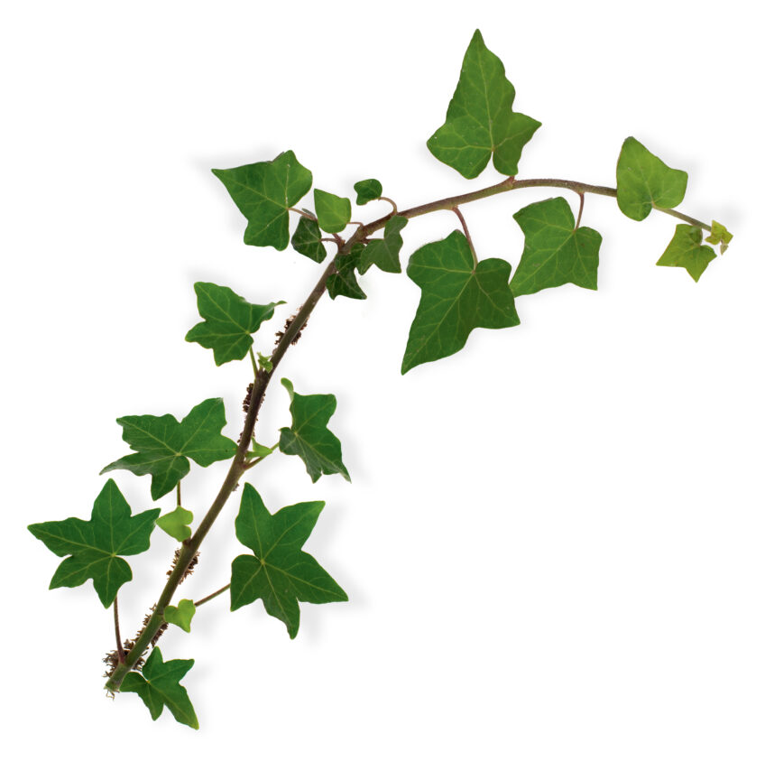 Lessive aux feuilles de lierre - Zero Carabistouille