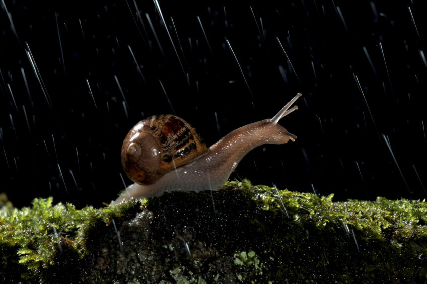 Escargot sous la pluie