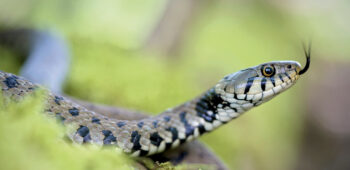Contrairement à certaines idées reçues, la langue des serpents ne leur sert en aucun cas à piquer.