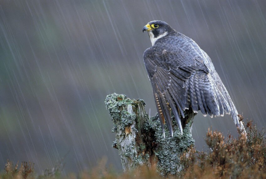 Que font les oiseaux pendant la pluie ?