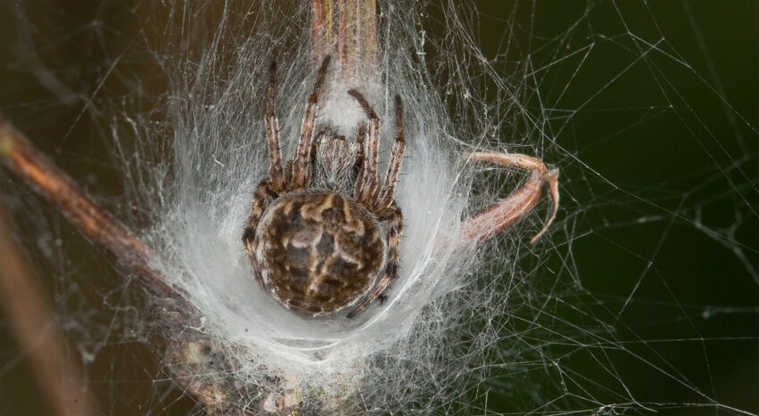 araignée dans sa loge de soie