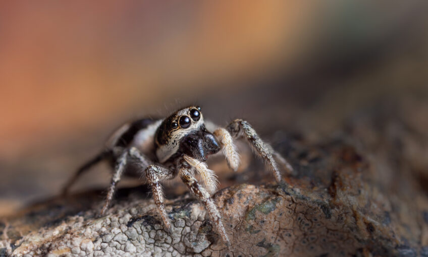 Araignée saltique arlequin femelle