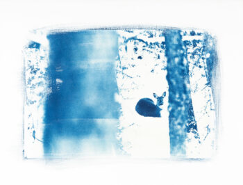 « Si j’affectionne surtout l’hiver, c’est parce que la neige offre au monde une poésie naturelle et silencieuse… »
Chevreuil cyanotype sur papier Arches, 50 x 65 cm  
