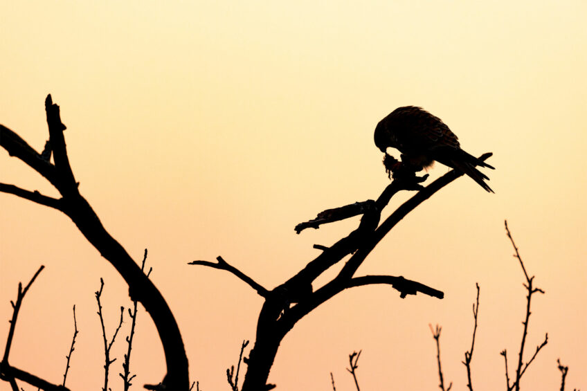 L’envol du faucon crécerelle photographié par Benoît Renevey