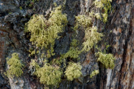 Lichen Letharia vulpina sur un tronc de mélèze. / © Aino Adriaens 
