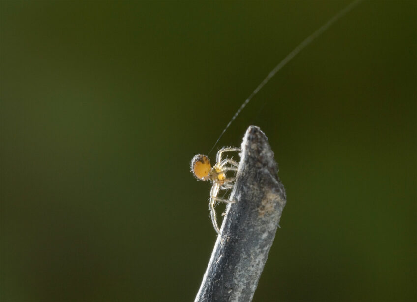 Pourquoi et comment l'araignée tisse-t-elle de la soie ?