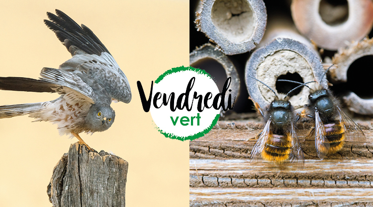 Brn bernardi cam8212 abeille de velo cloche pour animaux de compagnie