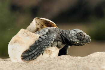 Entre la rareté des lieux de ponte, les risques lors de l’éclosion et les dangers en haute mer, la vie de la tortue caouanne est semée d’embûches.