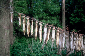 Hermines et belette suspendues à un gibet de garde-chasse / © Alamy