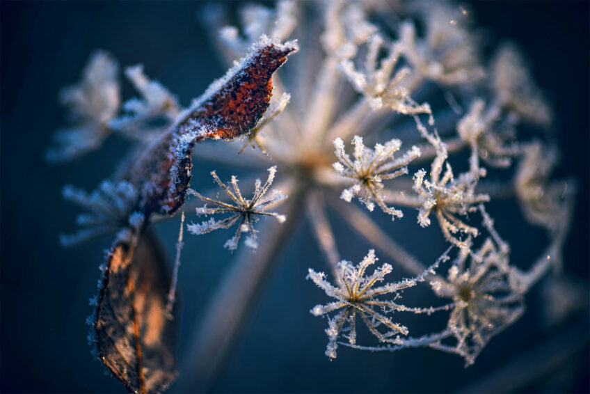 Le givre sur les plantes photographié par Sophie Thouvenin