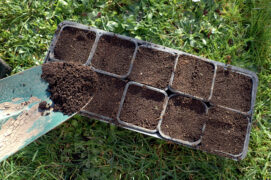 Remplissez les pots avec du compost mûr aux 2/3 et recouvrez de terreau à ras bord. / © David Melbeck