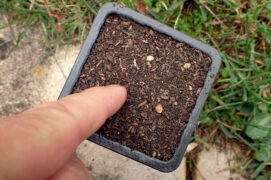Semez 4-5 graines par pot en les enfonçant légèrement du bout du doigt dans le terreau.
