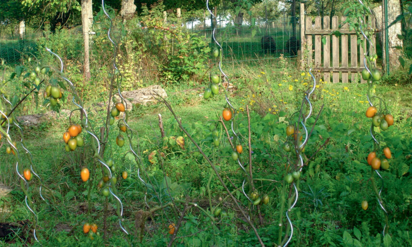 Plantez des vieilles variétés de légumes dans votre jardin - La Salamandre