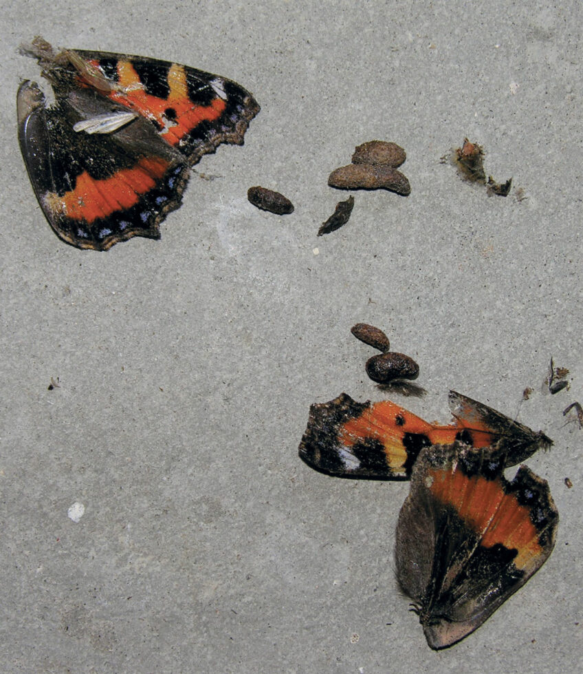 Ailes de papillon laissé par un oreillard roux