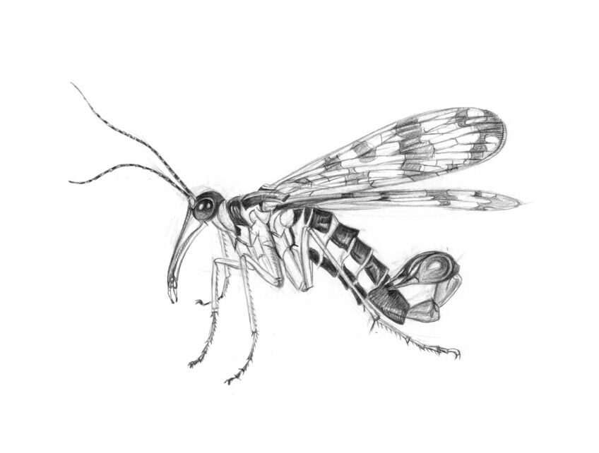 Panorpe, une surprenante mouche-scorpion - animal bizarre