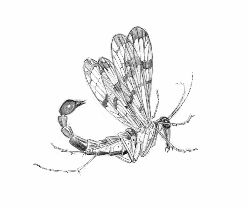 Panorpe, une surprenante mouche-scorpion - animal bizarre