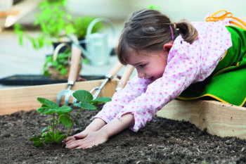 Fillette plantant un plant de Fraisier dans un carré potager ; Age : 7 ans