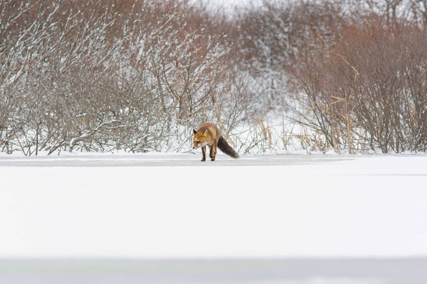 Un renard en chasse, attiré par la présence du mustélidé