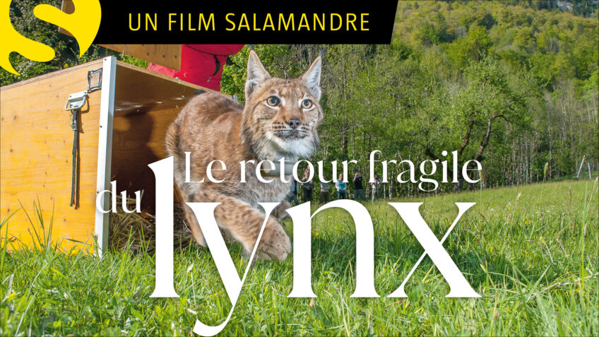 Un dialogue primordial sur les lynx - Le PAL zoo et parc d'attractions