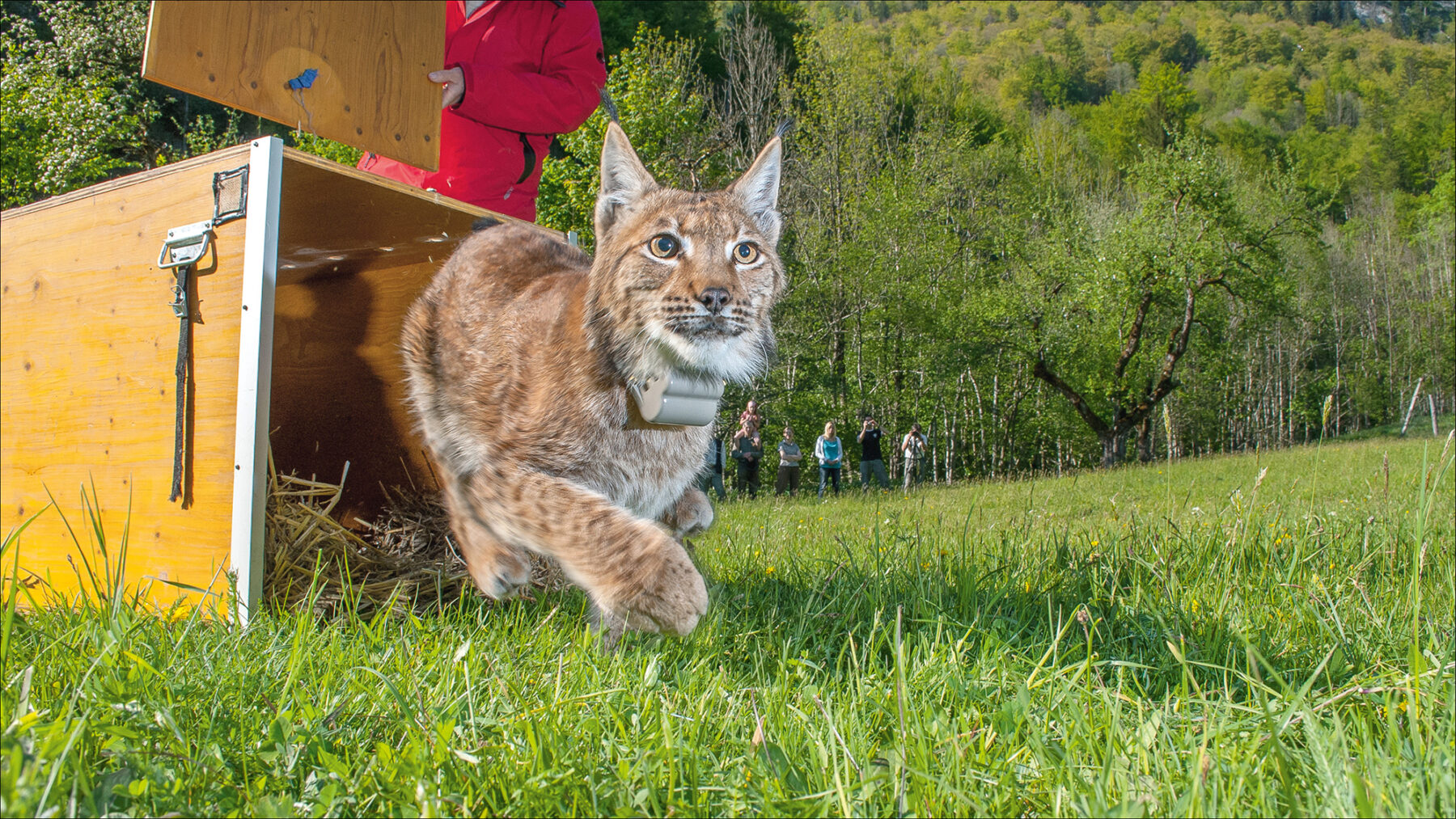 Le Lynx - Jedisjeux - et les autres jours aussi
