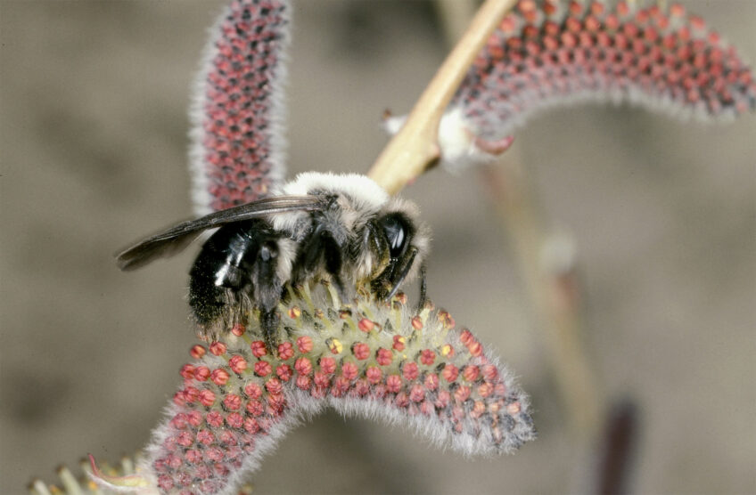 La Salamandre finance des aménagements pour les abeilles sauvages