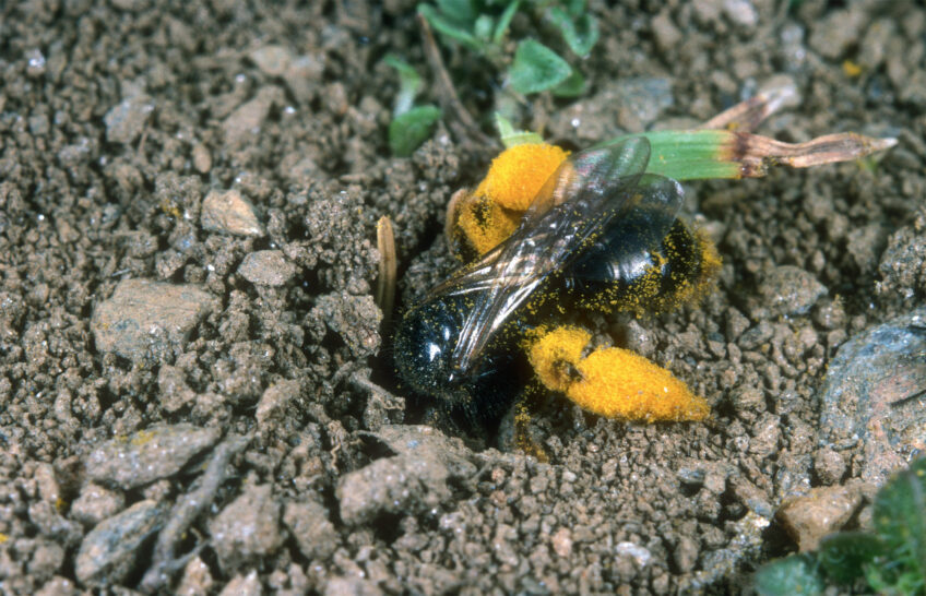 La Salamandre finance des aménagements pour les abeilles sauvages - Panurgus banksianus
