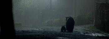 • 2 h 25 « Cette ourse habituée à fouiller les poubelles des humains transmet son savoir à son ourson. Que restera-t-il des facultés de ce jeune à se nourrir de la forêt ? »