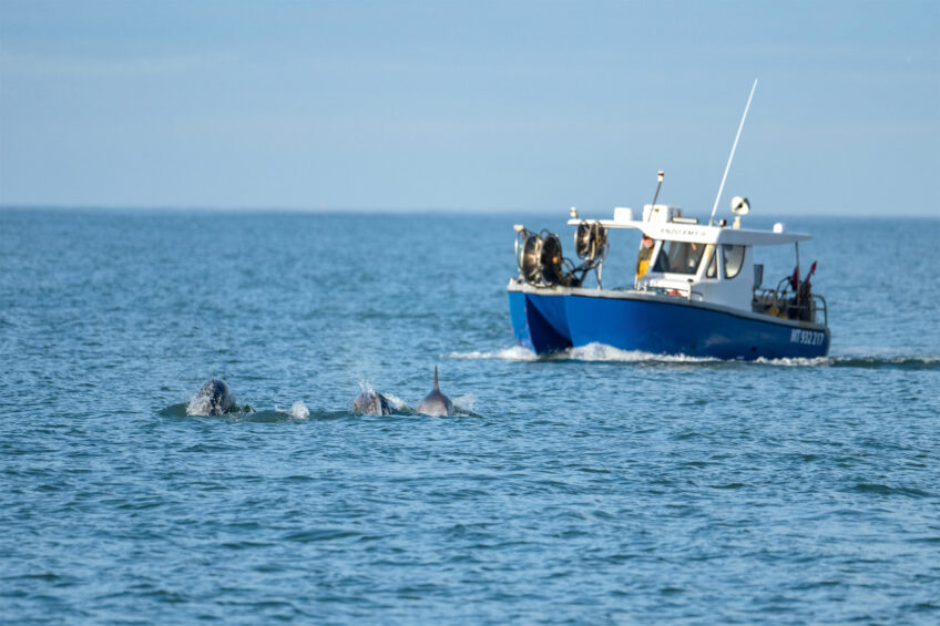 Les dauphins surveillés de près par les scientifiques en Méditerranée