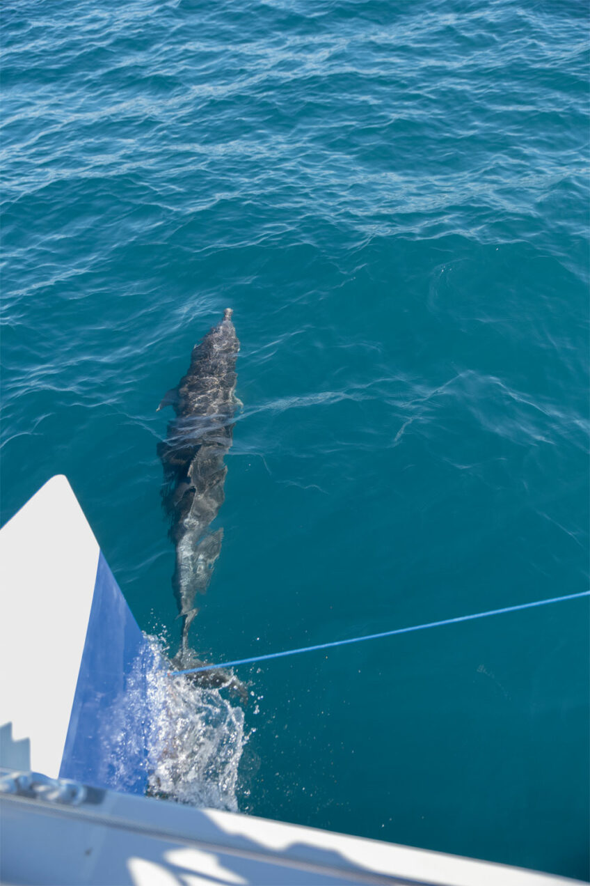 Les dauphins surveillés de près par les scientifiques en Méditerranée