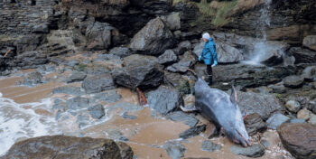 Un grand dauphin de plus de 3 m s’est échoué sur une plage de la côte atlantique. La cause de la mort, encore inconnue, sera identifiée par l’observatoire et institut de recherche Pelagis.  