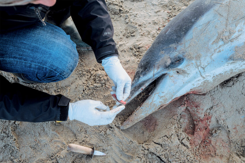Enquête sur les échouages de dauphins sur les côtes françaises