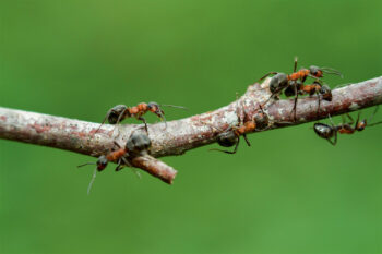 Pour se rendre sur une source de nourriture, par exemple du miellat de puceron dans un arbre, les fourmis des bois suivent les signaux de phéromones des ouvrières qui ont tracé la piste odorante.