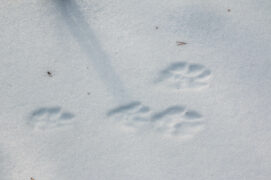 Empreintes de lièvre dans la neige