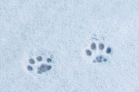 Empreinte de chat domestique dans la neige / ©  saikorn / Adobe