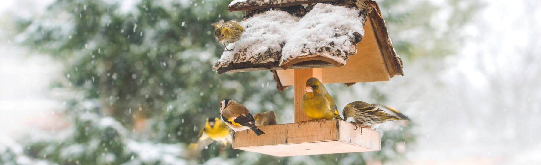 Boules de graisse, fruits, eau Comment bien nourrir les oiseaux pendant  l'hiver ?