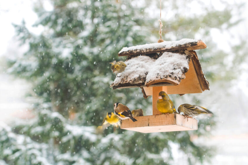 Conseils pour nourrir les oiseaux sur son balcon en hiver