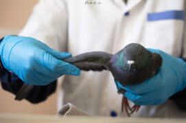 Ce pigeon biset est arrivé sans blessure, en forme, mais présentait des troubles neurologiques. / © Parole de Léa