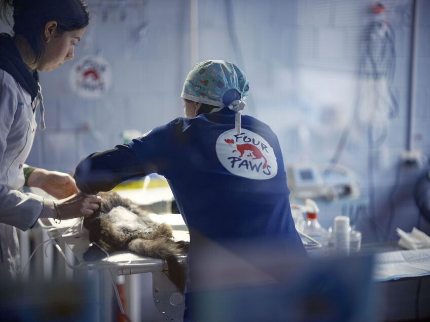 L’ONG Quatre pattes mène des programmes de stérilisation des chats errants à travers l’Europe. Ici, un chat domestique subit une opération.