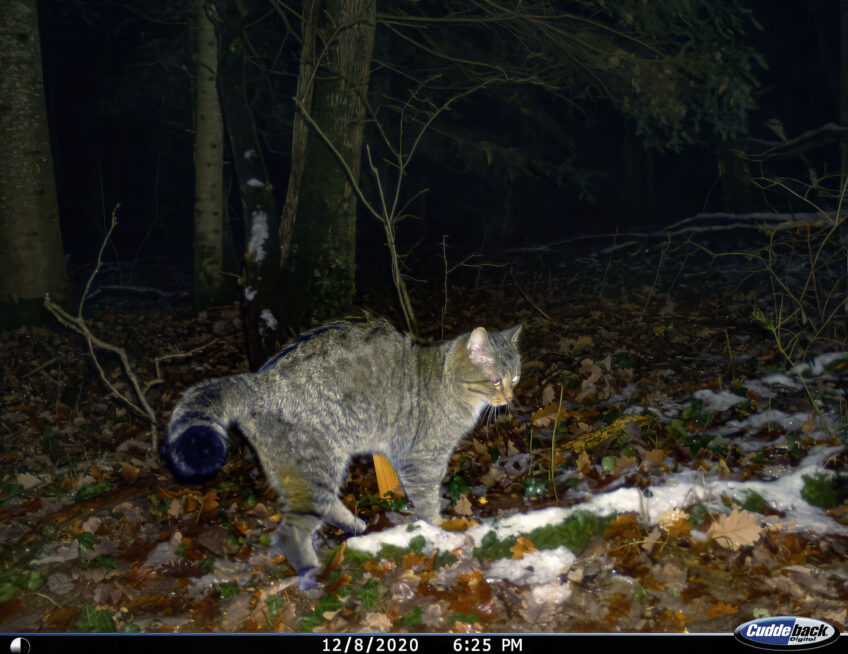 Un chat sauvage photographié par un piège photo dans le canton de Soleure, en décembre 2020.